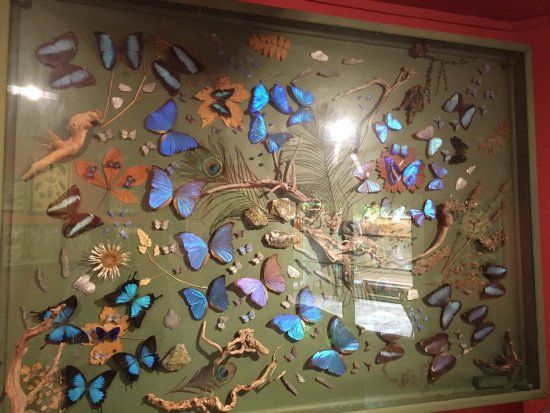 La Maison des papillons Musee Dany Lartigue